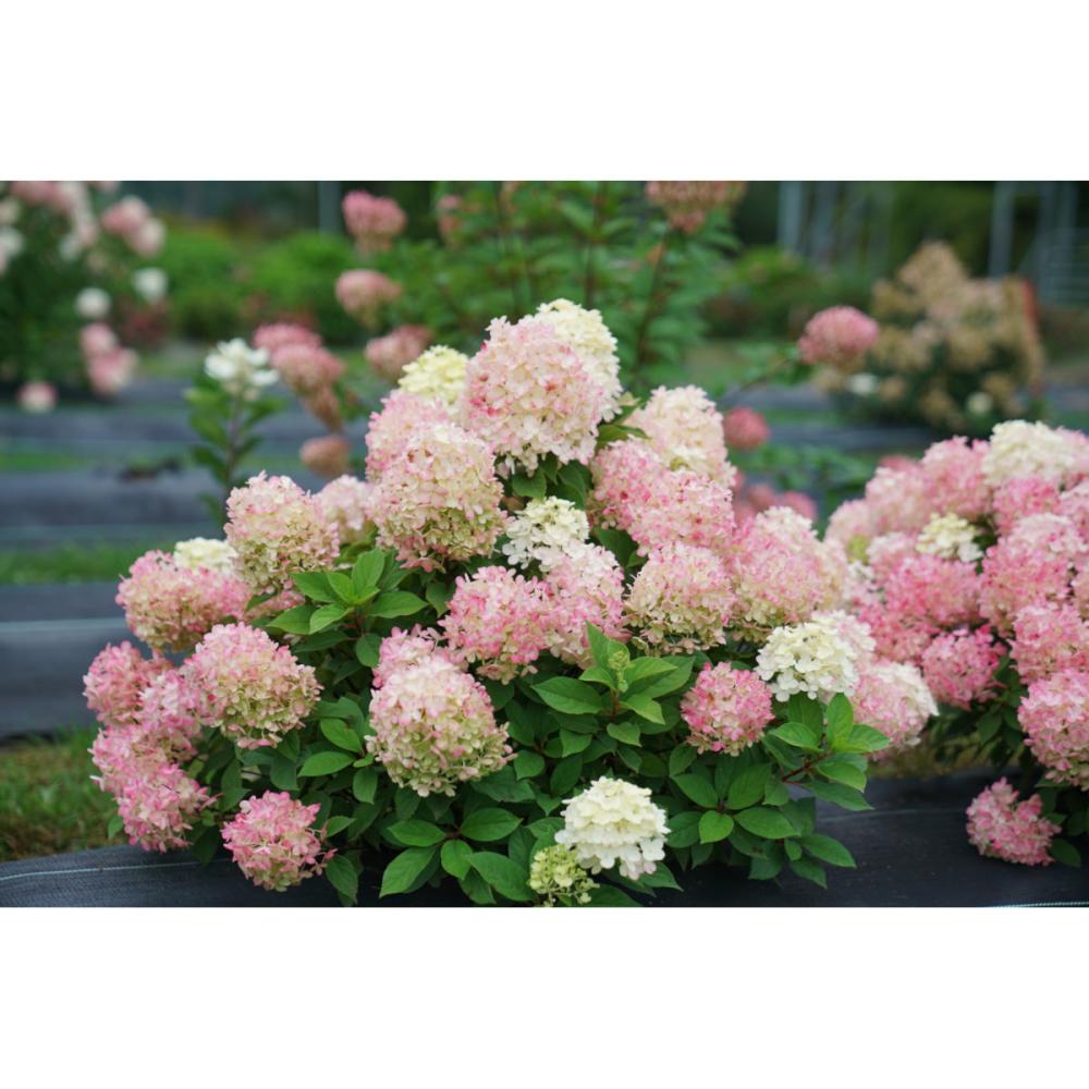 【春予約】　ノリウツギ　ミニ　ファイヤーライト　【申込期限：４月２６日（日）】　【引渡予定日：５月２３日（土）～３１日（日）】