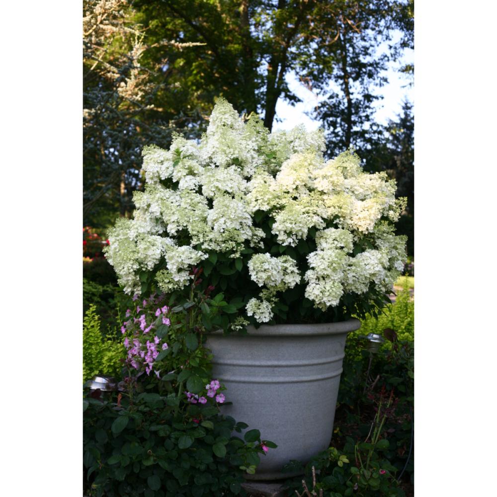 ミニ　ホイップ