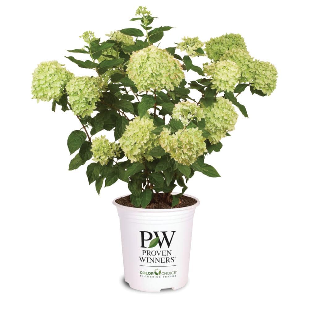 グランデ　ライムチーク