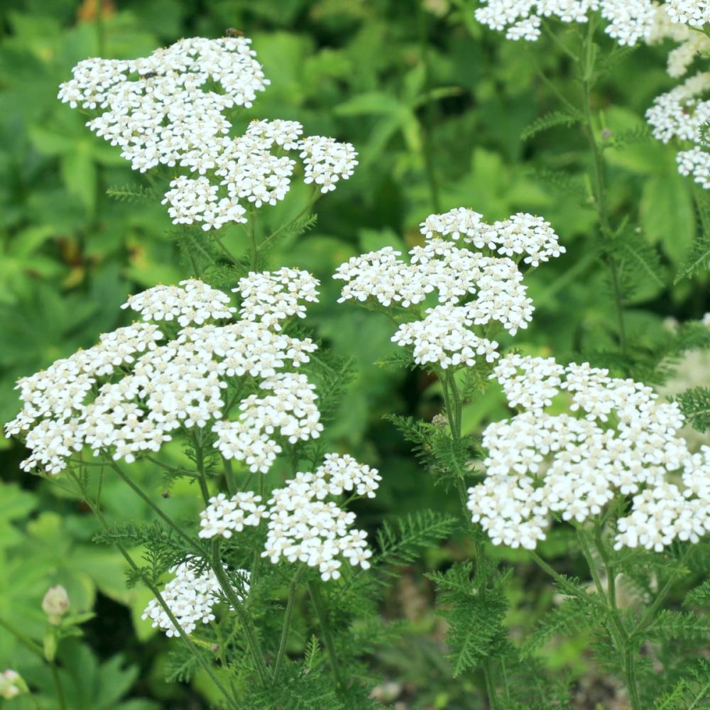 【春予約】　アキレア　ホワイト　１０．５ｃｍ　【申込期限：３月２２日（日）】　【引渡予定日：４月４日（土）～１２日（日）】