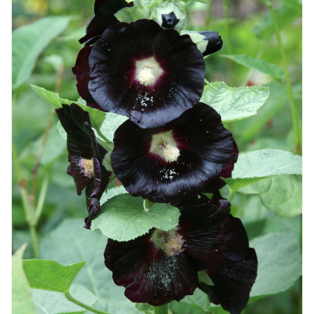 【春予約】　アルセア　シングル　アラビアンナイト　１０．５ｃｍ　【申込期限：３月２２日（日）】　【引渡予定日：４月４日（土）～１２日（日）】