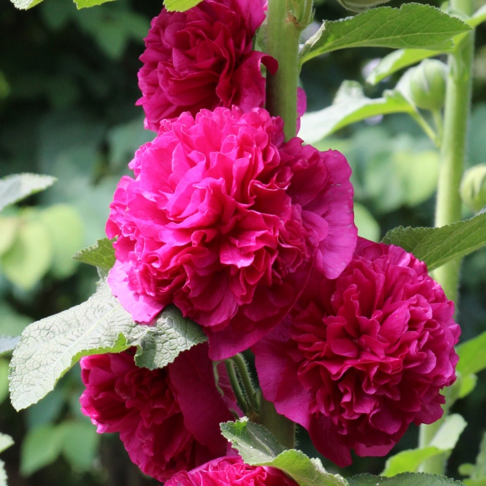 【春予約】　アルセア　ダブル　バイオレット　１０．５ｃｍ　【申込期限：３月２２日（日）】　【引渡予定日：４月４日（土）～１２日（日）】