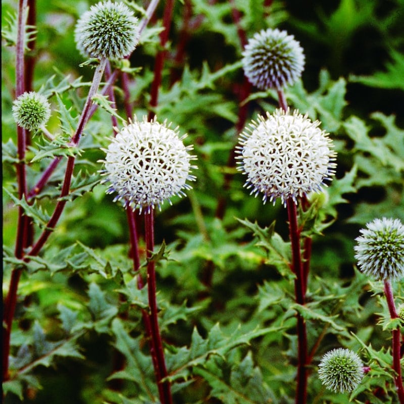 【春予約】　エキノプス　アークティックグロー　１０．５ｃｍ　【申込期限：３月２２日（日）】　【引渡予定日：４月４日（土）～１２日（日）】