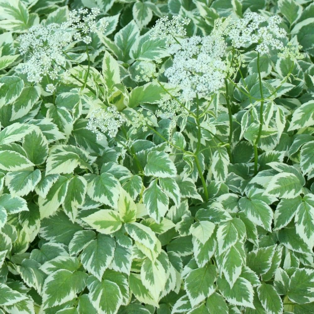 【春予約】　エゴポディウム　バリエガータ（斑入りイワミツバ）　１０．５ｃｍ　【申込期限：３月２２日（日）】　【引渡予定日：４月４日（土）～１２日（日）】