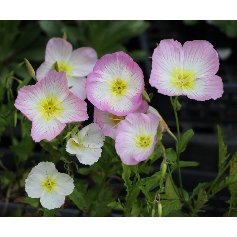 【春予約】　エノテラ　スペシオサ　１０．５ｃｍ　【申込期限：３月２２日（日）】　【引渡予定日：４月４日（土）～１２日（日）】