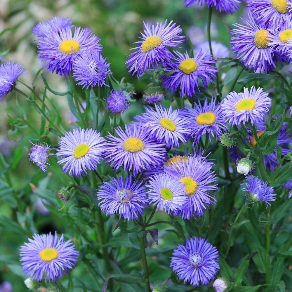 【春予約】　エリゲロン　アズール　フェアリー　１０．５ｃｍ　【申込期限：３月２２日（日）】　【引渡予定日：４月４日（土）～１２日（日）】