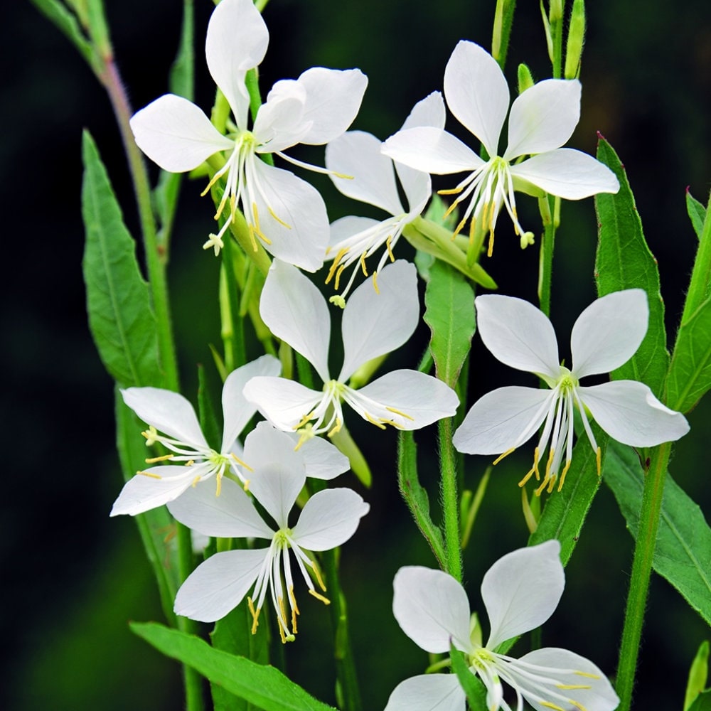 【春予約】　ガウラ　クールブリーズ　１０．５ｃｍ　【申込期限：３月２２日（日）】　【引渡予定日：４月４日（土）～１２日（日）】