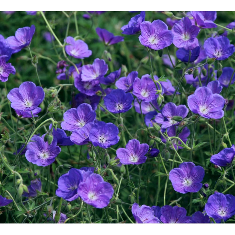 【春予約】　ゲラニューム　オリオン　１０．５ｃｍ　【申込期限：３月２２日（日）】　【引渡予定日：４月４日（土）～１２日（日）】