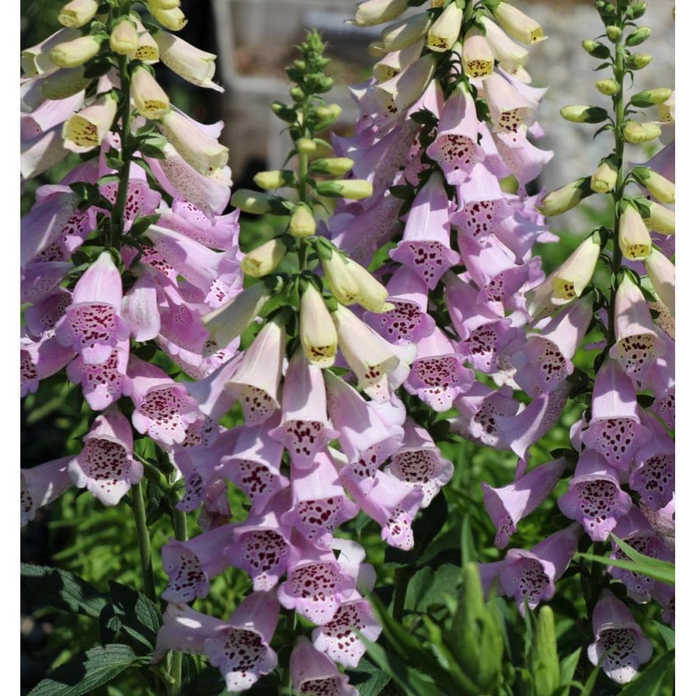 【春予約】　ジギタリス　キャメロットラベンダー　１０．５ｃｍ　【申込期限：３月２２日（日）】　【引渡予定日：４月４日（土）～１２日（日）】