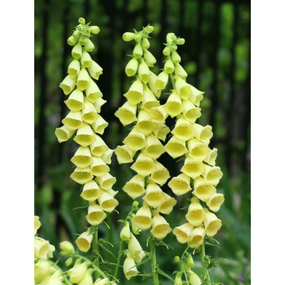 【春予約】　ジギタリス　グランディフローラ　１０．５ｃｍ　【申込期限：３月２２日（日）】　【引渡予定日：４月４日（土）～１２日（日）】