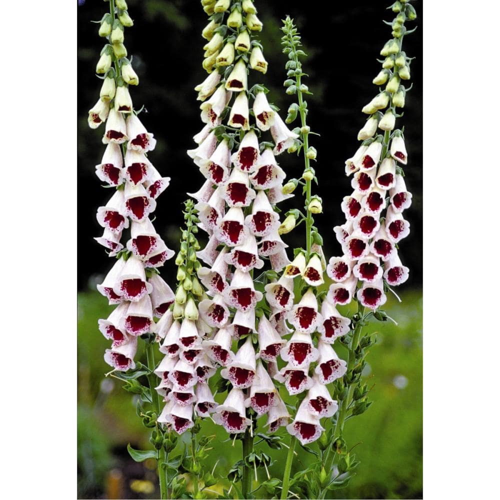 【春予約】　ジギタリス　パムズチョイス　１０．５ｃｍ　【申込期限：３月２２日（日）】　【引渡予定日：４月４日（土）～１２日（日）】