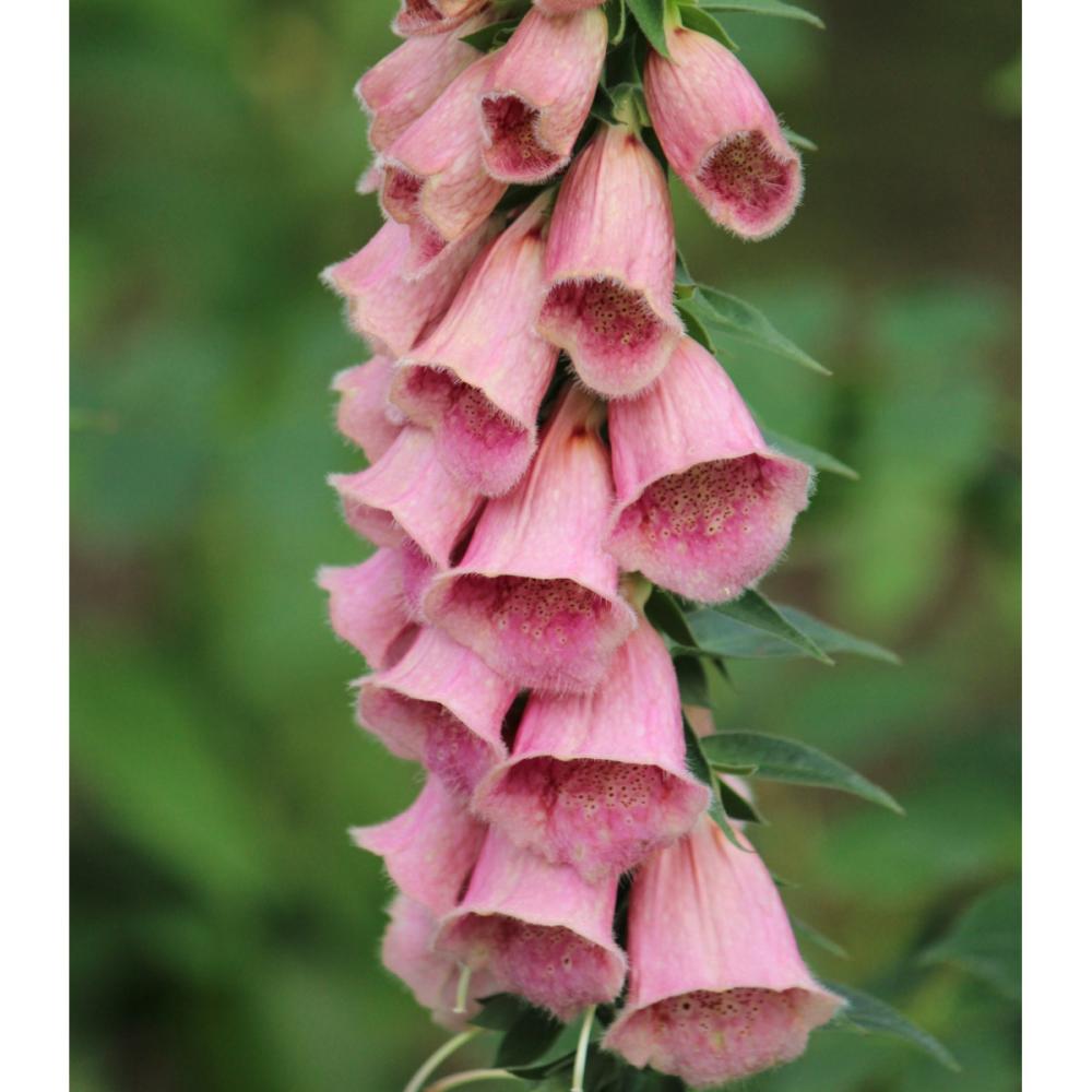 【春予約】　ジギタリス　メルトネンシス　１０．５ｃｍ　【申込期限：３月２２日（日）】　【引渡予定日：４月４日（土）～１２日（日）】