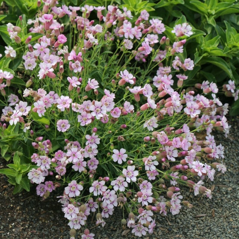 【春予約】　シレネ　ユニフローラ　シェルピンク　１０．５ｃｍ　【申込期限：３月２２日（日）】　【引渡予定日：４月４日（土）～１２日（日）】