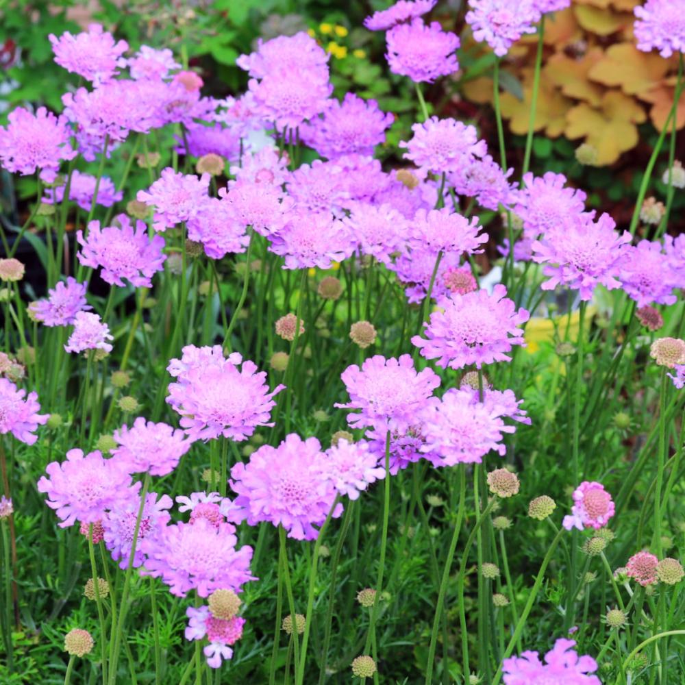 【春予約】　スカビオサ　ビビットバイオレット　１０．５ｃｍ　【申込期限：３月２２日（日）】　【引渡予定日：４月４日（土）～１２日（日）】