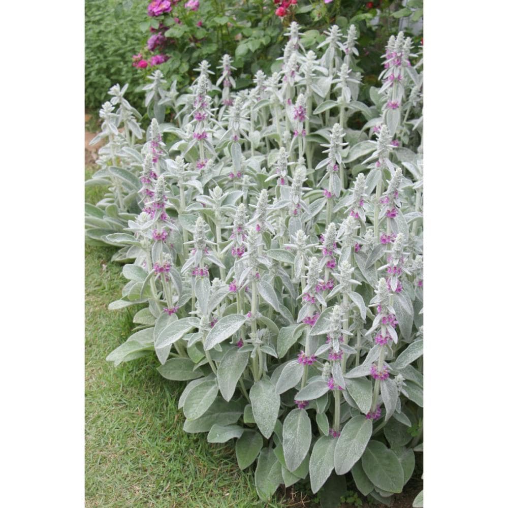 【春予約】　スタキス　ビザンチナ　１０．５ｃｍ　【申込期限：３月２２日（日）】　【引渡予定日：４月４日（土）～１２日（日）】