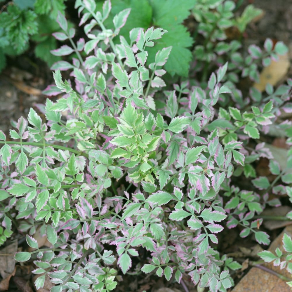 【春予約】　セリ　フラミンゴ　１０．５ｃｍ　【申込期限：３月２２日（日）】　【引渡予定日：４月４日（土）～１２日（日）】