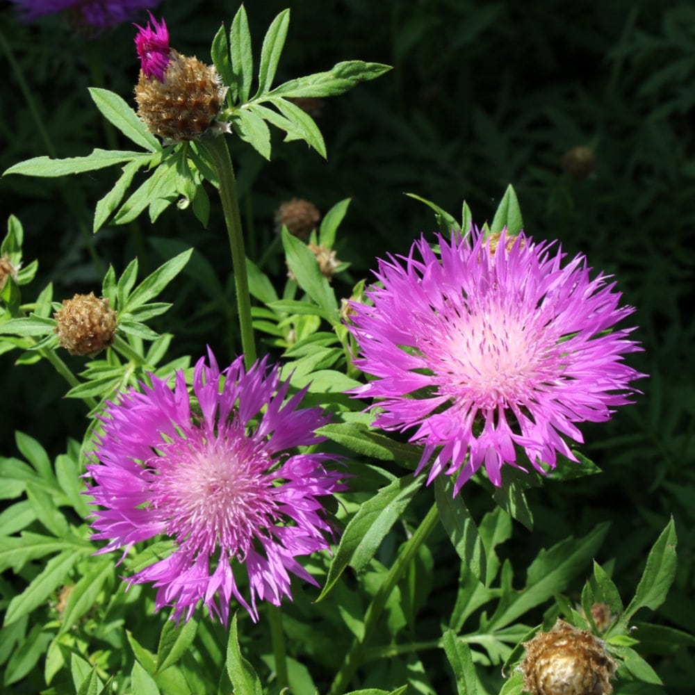 【春予約】　セントーレア　デアルバタ　１０．５ｃｍ　【申込期限：３月２２日（日）】　【引渡予定日：４月４日（土）～１２日（日）】