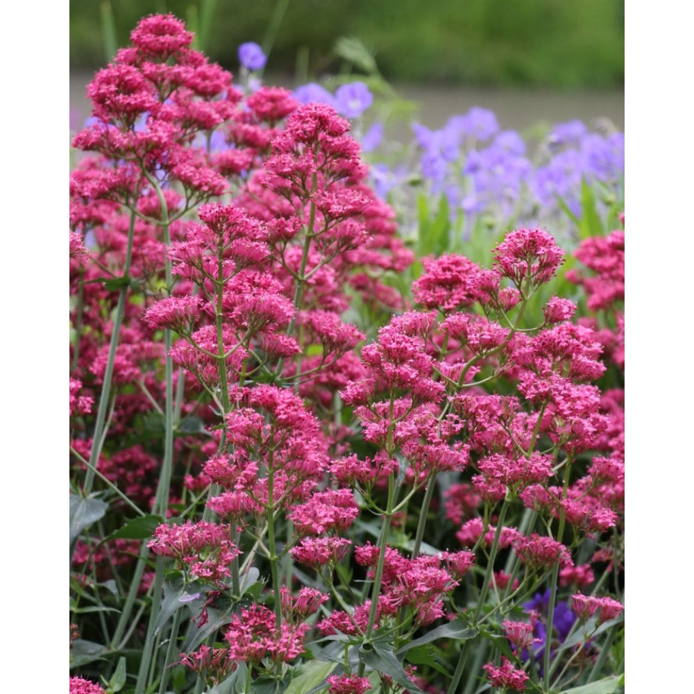 【春予約】　セントランサス　コッキネウス　１０．５ｃｍ　【申込期限：３月２２日（日）】　【引渡予定日：４月４日（土）～１２日（日）】