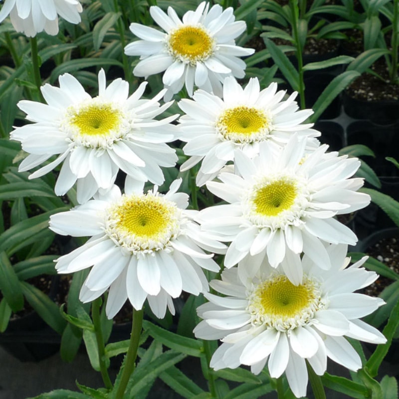 【春予約】　デージー　サニーサイドアップ　１０．５ｃｍ　【申込期限：３月２２日（日）】　【引渡予定日：４月４日（土）～１２日（日）】