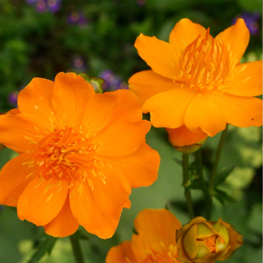 【春予約】　トロリウス　ゴールデンクイーン　１０．５ｃｍ　【申込期限：３月２２日（日）】　【引渡予定日：４月４日（土）～１２日（日）】