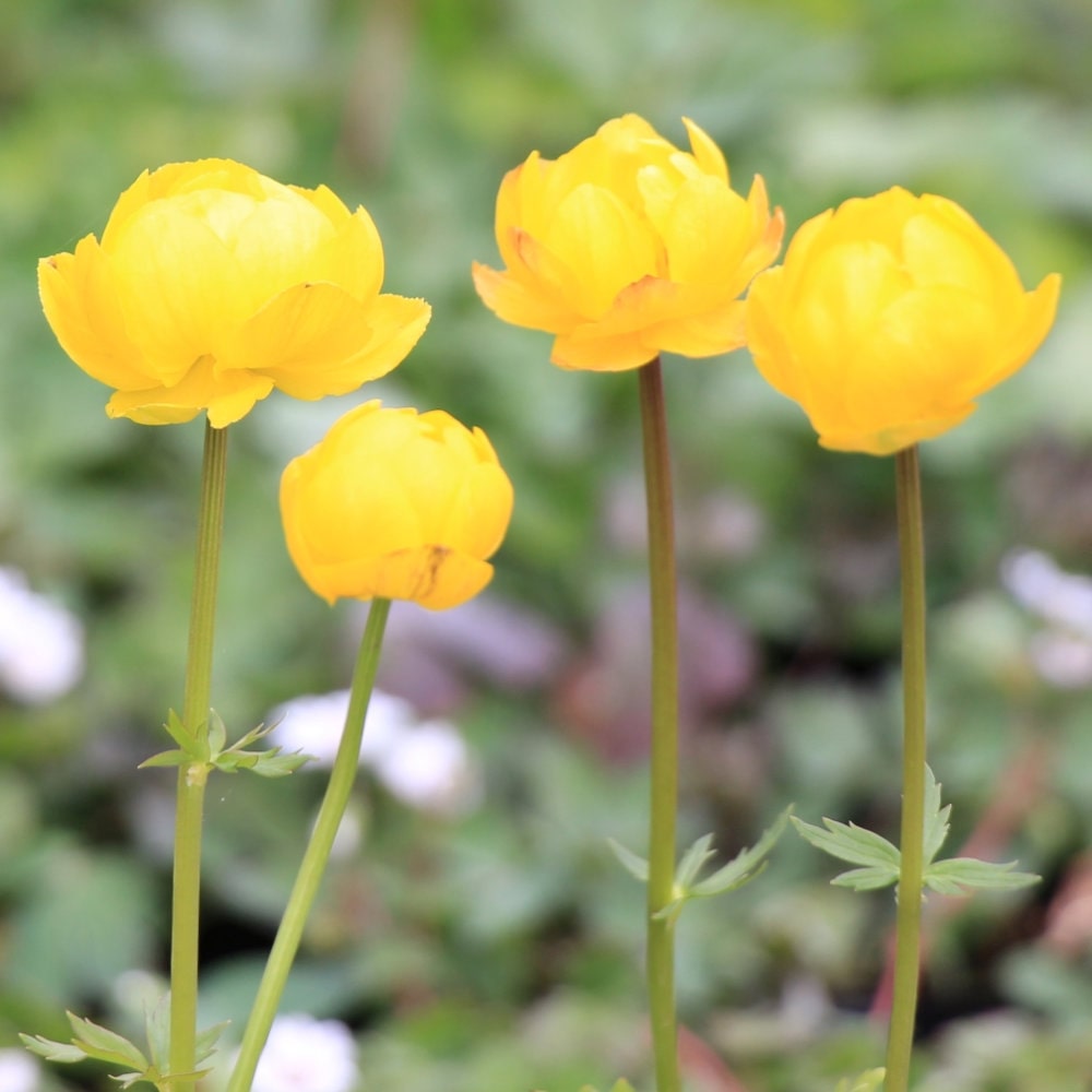 【春予約】　トロリウス　レモンスプリーム　１０．５ｃｍ　【申込期限：３月２２日（日）】　【引渡予定日：４月４日（土）～１２日（日）】