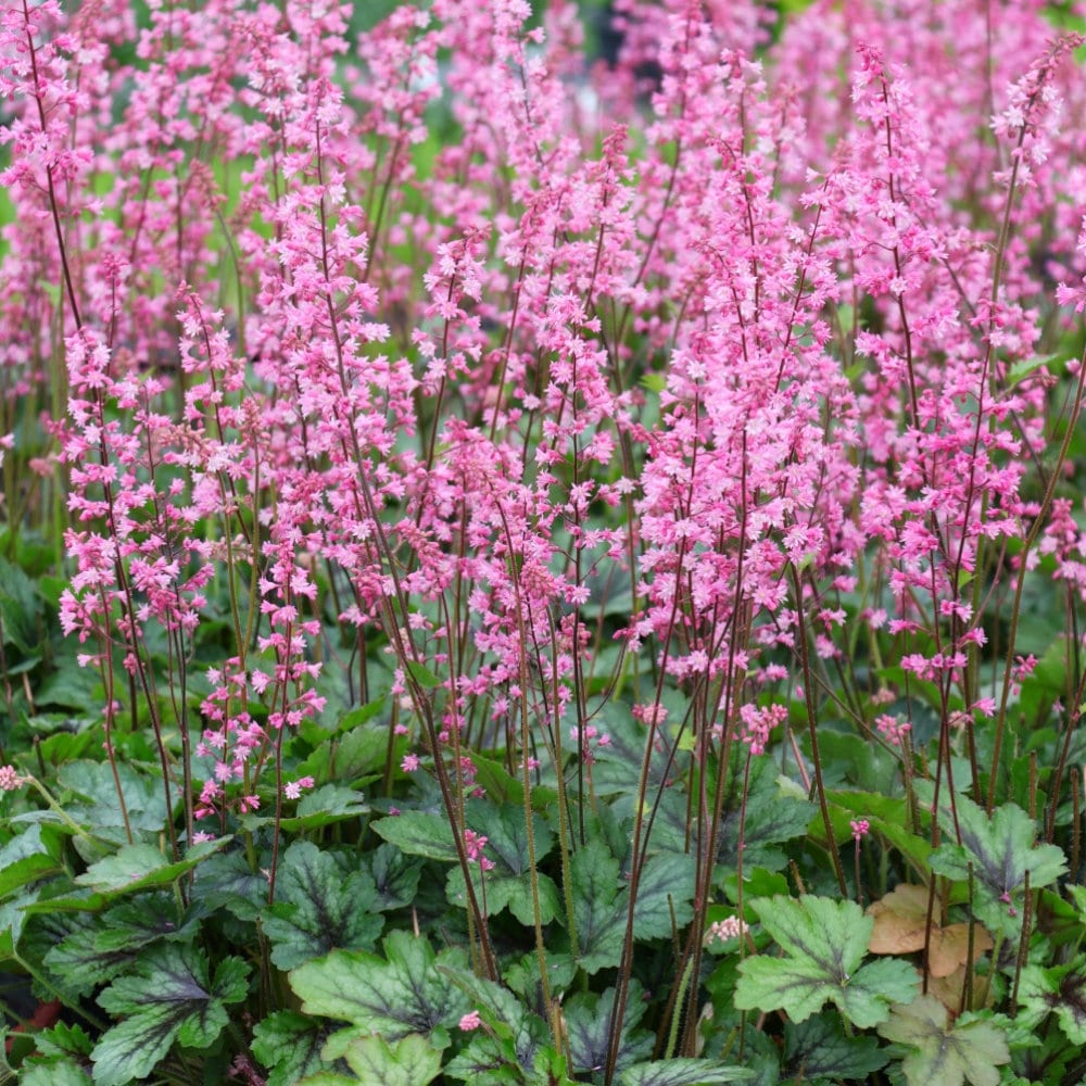 【春予約】　ヒューケレラ　ピンクレボリューション　１０．５ｃｍ　【申込期限：３月２２日（日）】　【引渡予定日：４月４日（土）～１２日（日）】