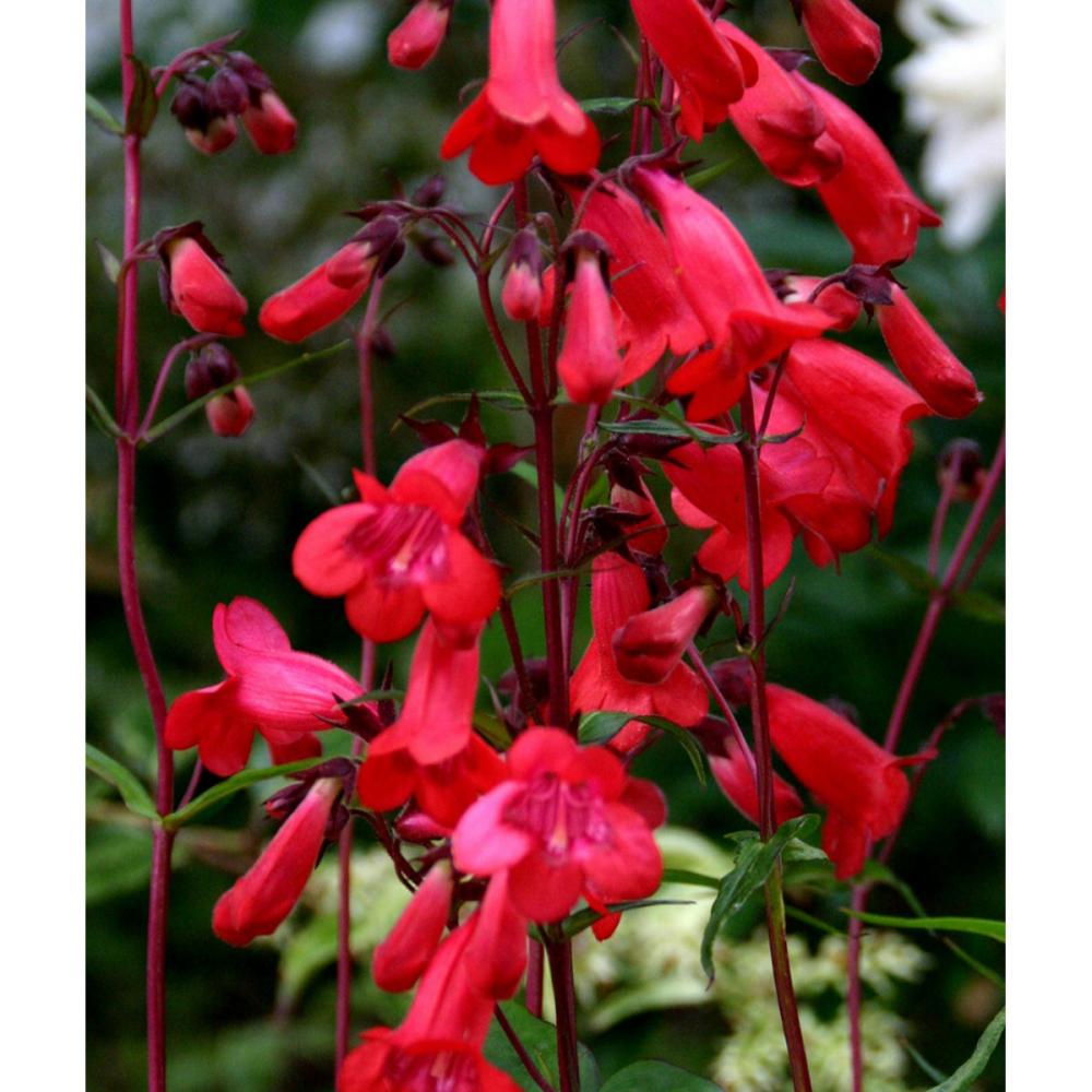 【春予約】　ペンステモン　シャルホーゼン（ショーエンポルゼリー）　１０．５ｃｍ　【申込期限：３月２２日（日）】　【引渡予定日：４月４日（土）～１２日（日）】