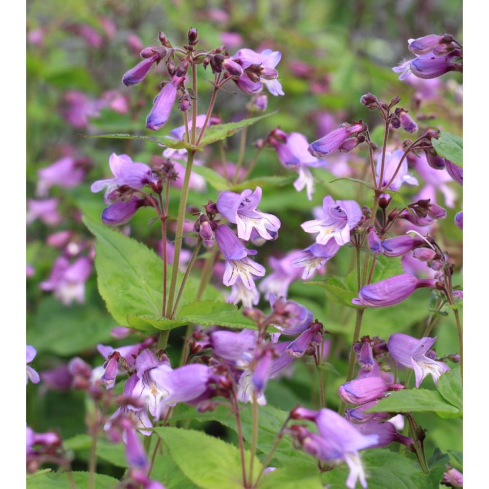 【春予約】　ペンステモン　スモーリー　１０．５ｃｍ　【申込期限：３月２２日（日）】　【引渡予定日：４月４日（土）～１２日（日）】