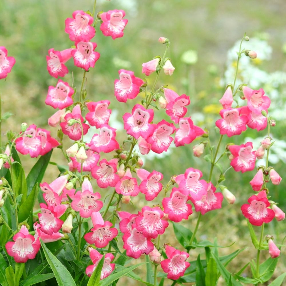 【春予約】　ペンステモン　フラミンゴ　１０．５ｃｍ　【申込期限：３月２２日（日）】　【引渡予定日：４月４日（土）～１２日（日）】