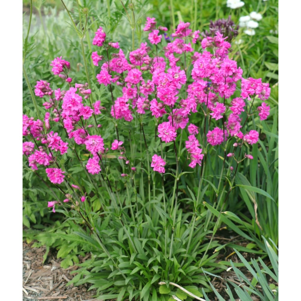 【春予約】　リクニス　ビスカリア　フローレプレノ　１０．５ｃｍ　【申込期限：３月２２日（日）】　【引渡予定日：４月４日（土）～１２日（日）】