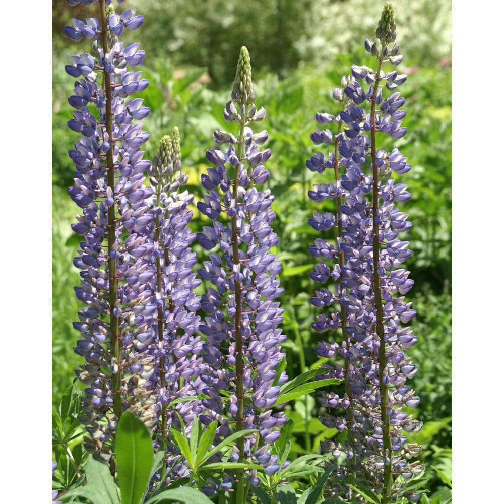 【春予約】　ルピナス　ペレニス　１０．５ｃｍ　【申込期限：３月２２日（日）】　【引渡予定日：４月４日（土）～１２日（日）】