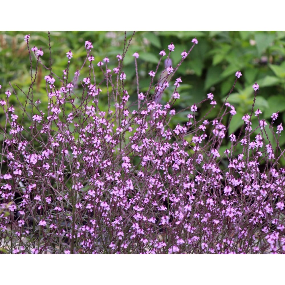 【春予約】　宿根バーベナ　バンプトン　１０．５ｃｍ　【申込期限：３月２２日（日）】　【引渡予定日：４月４日（土）～１２日（日）】