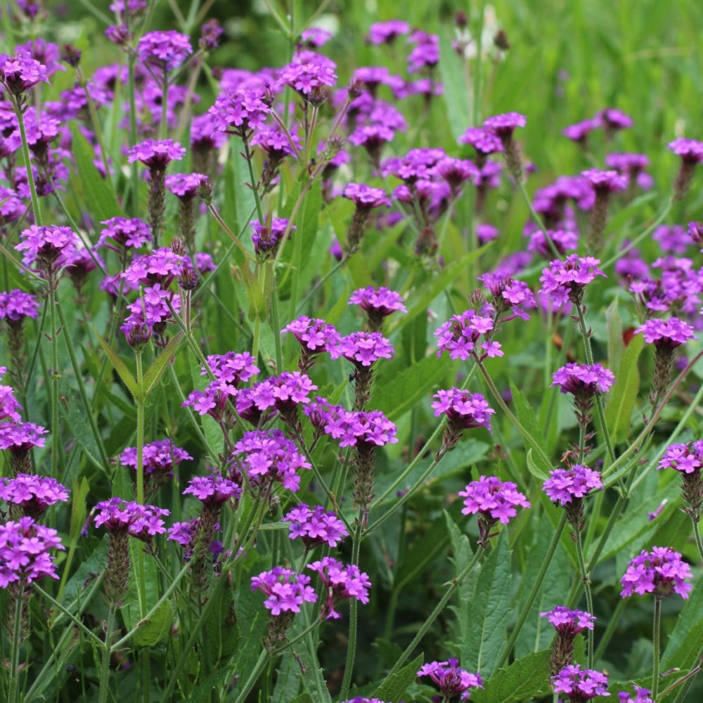 【春予約】　宿根バーベナ　リギダ　１０．５ｃｍ　【申込期限：３月２２日（日）】　【引渡予定日：４月４日（土）～１２日（日）】