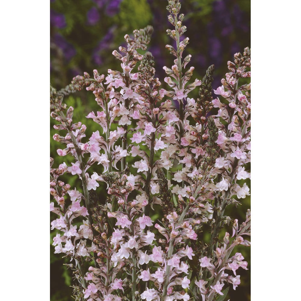 【春予約】　宿根リナリア　キャノンウェント　１０．５ｃｍ　【申込期限：３月２２日（日）】　【引渡予定日：４月４日（土）～１２日（日）】