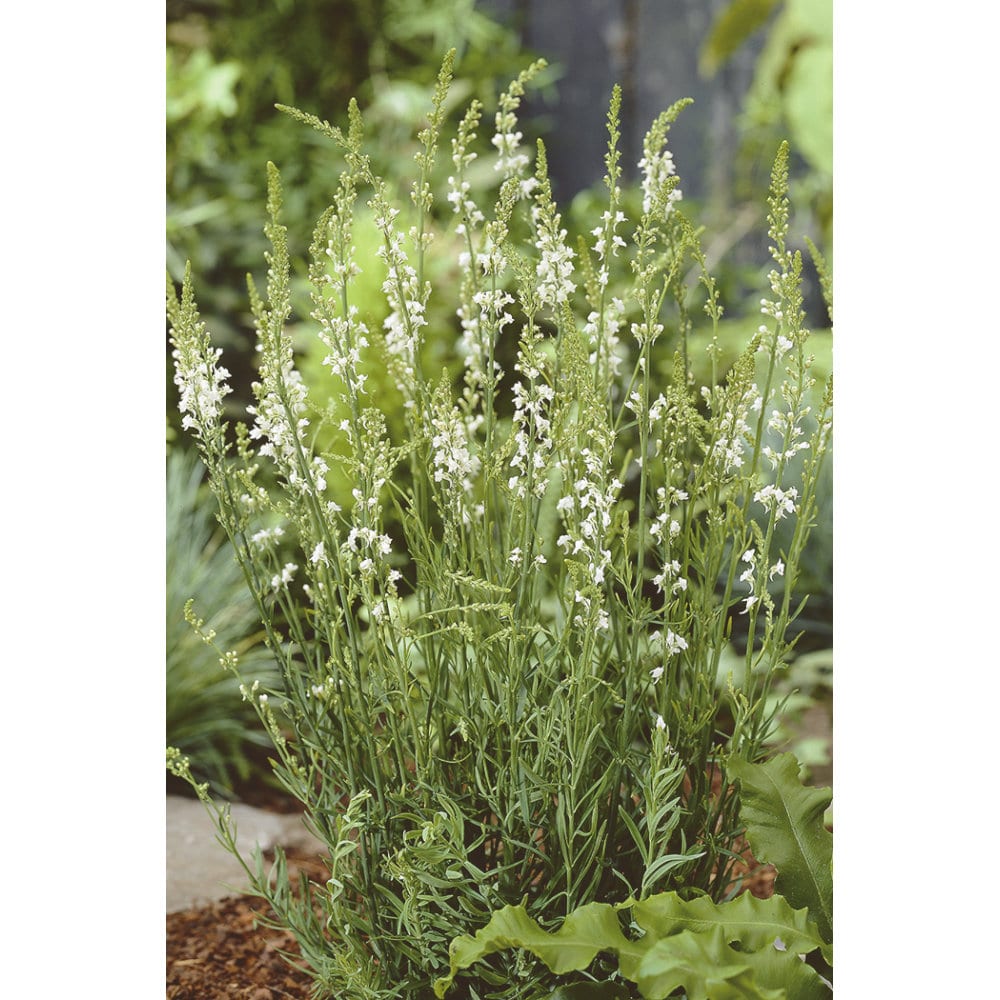 【春予約】　宿根リナリア　スプリングホワイト　１０．５ｃｍ　【申込期限：３月２２日（日）】　【引渡予定日：４月４日（土）～１２日（日）】