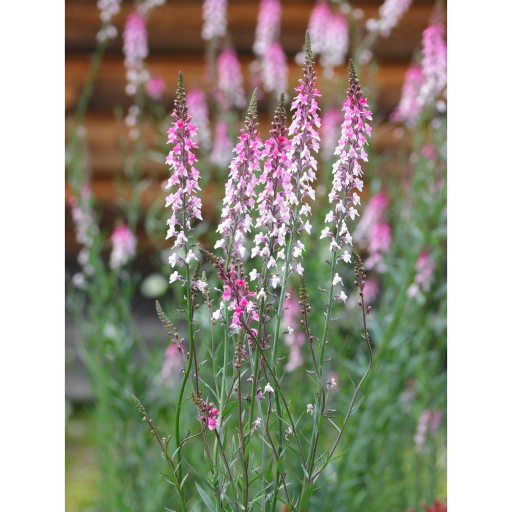 【春予約】　宿根リナリア　ピンクキッス　１０．５ｃｍ　【申込期限：３月２２日（日）】　【引渡予定日：４月４日（土）～１２日（日）】