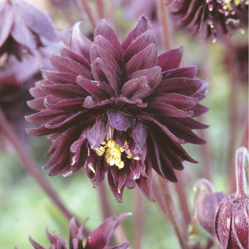 【春予約】　西洋オダマキ　ブラックバロー　１０．５ｃｍ　【申込期限：３月２２日（日）】　【引渡予定日：４月４日（土）～１２日（日）】