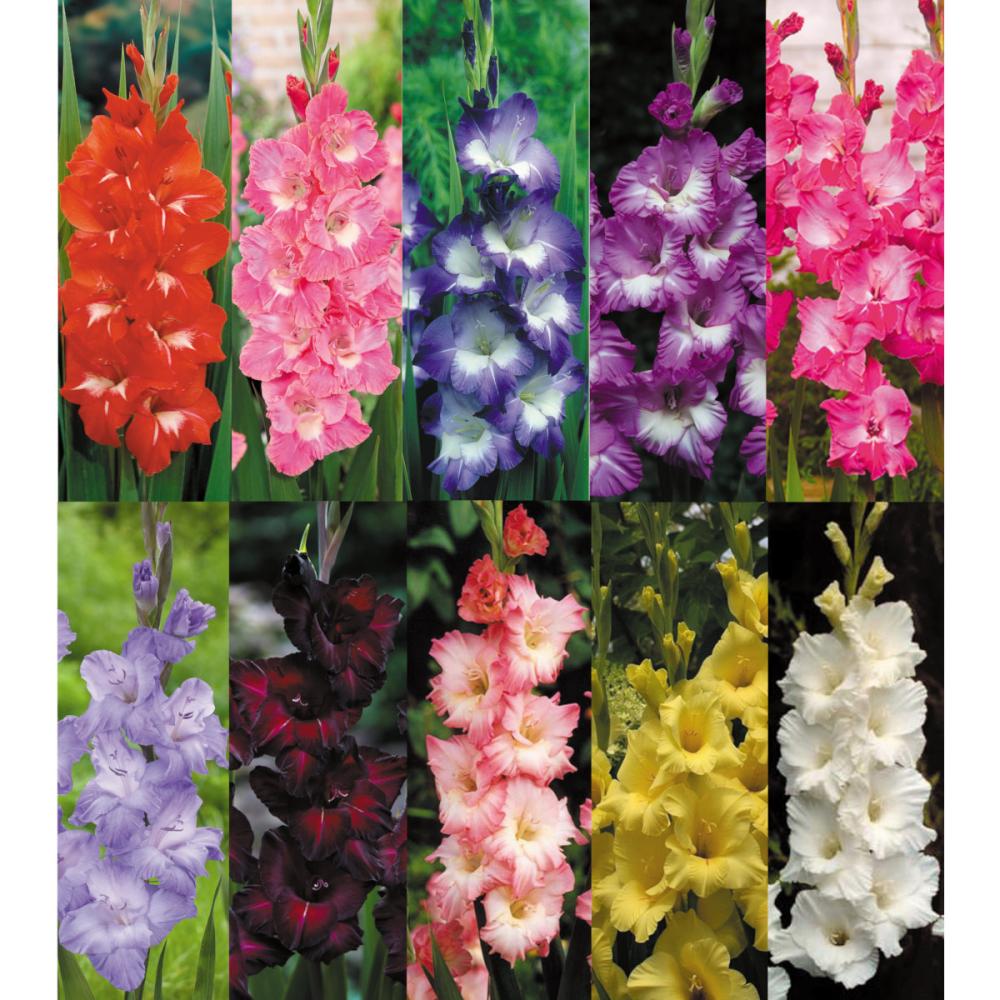 完売御礼【春予約】　グラジオラス　混合　７０球　【申込期限：３月２２日（日）】　【引渡予定日：４月４日（土）～１２日（日）】