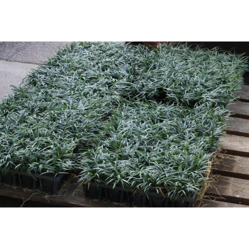 タマリュウ　１２０ポット　宅配専用