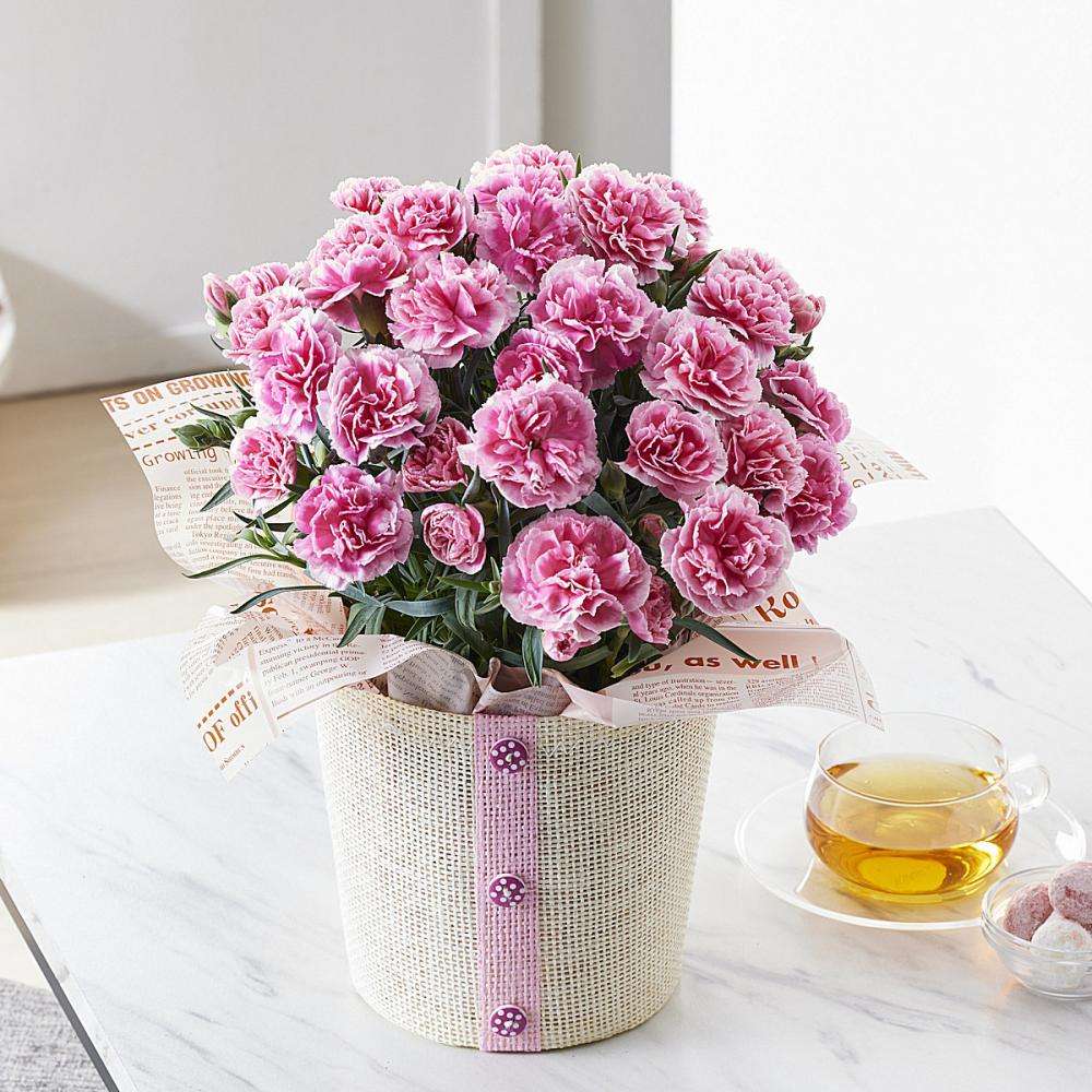 【母の日ギフト】　カーネーション　ティーパーティ　５号鉢　【申込期限：５月６日】【お届け予定日：５月７日～１０日】