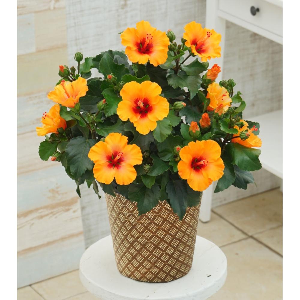 ハイビスカス　プチオレンジ