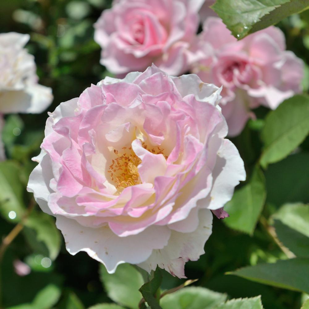 【バラ新苗予約】　セラフィム　【申込期限：５月３日】【お引渡し予定日：５月１６日～２４日】