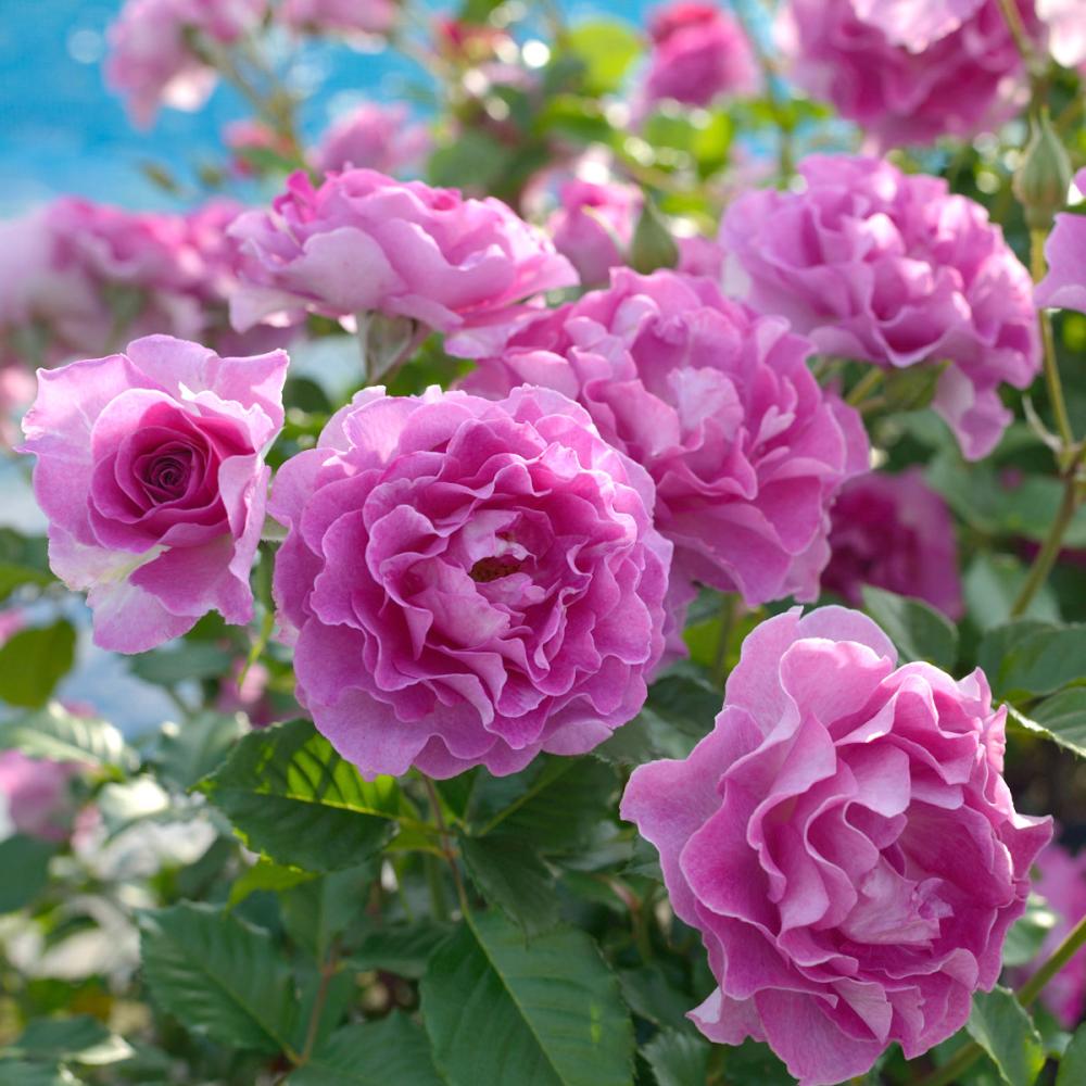 【バラ新苗予約】　ラヴァンデ・パルフュメ　【申込期限：５月３日】【お引渡し予定日：５月１６日～２４日】