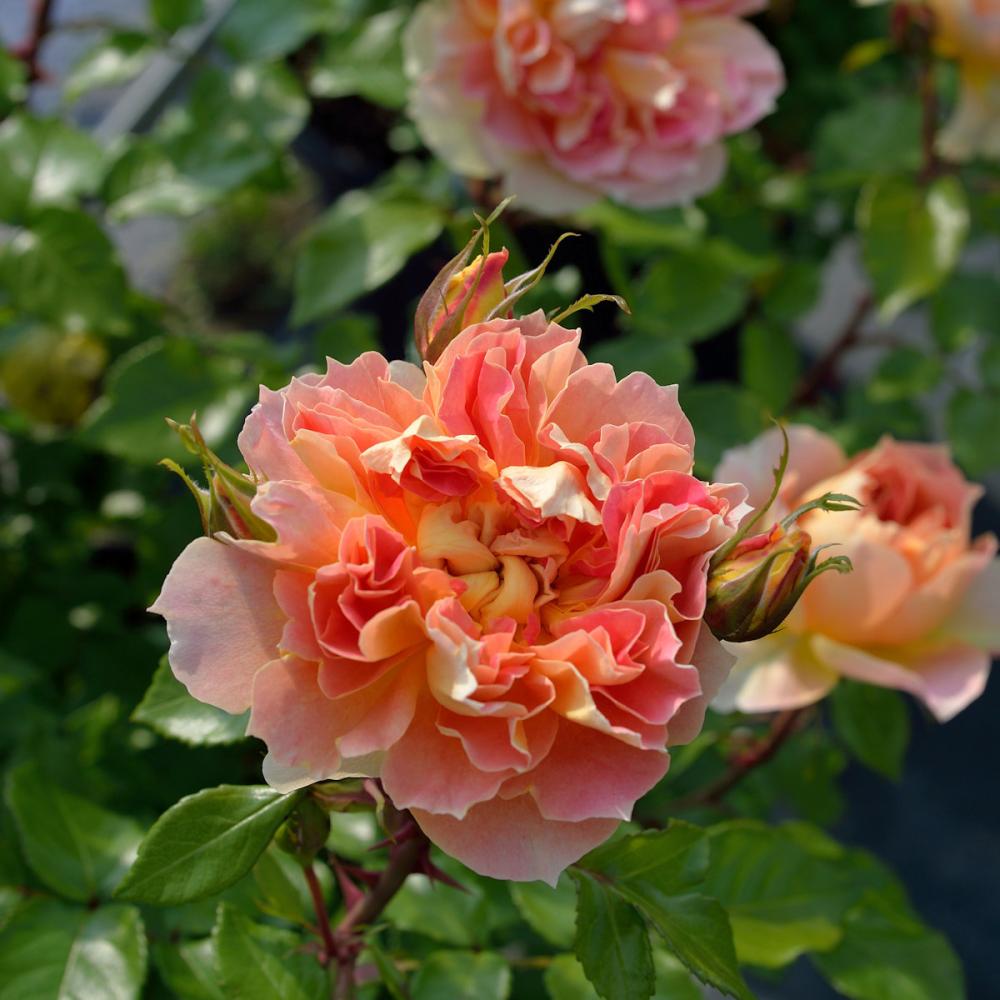 【バラ新苗予約】　ランタン・シトロイユ　【申込期限：５月３日】【お引渡し予定日：５月１６日～２４日】