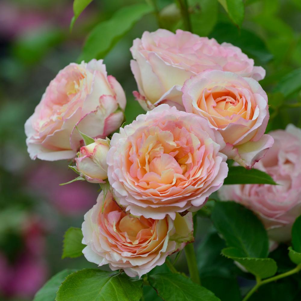 【バラ新苗予約】　ペッシュ・ボンボン　【申込期限：５月３日】【お引渡し予定日：５月１６日～２４日】