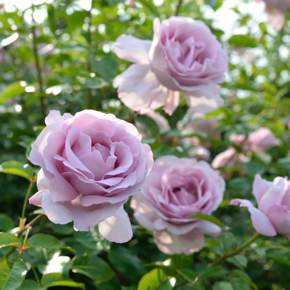 【バラ新苗予約】　ローズシナクティフ　【申込期限：５月３日】【お引渡し予定日：５月１６日～２４日】