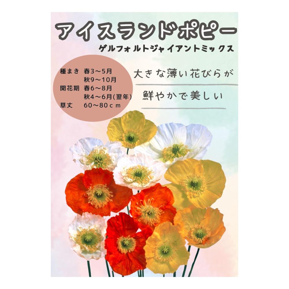 【宅配専用】　草花種子　アイスランドポピー　ゲルフォルトジャイアント　ミックス