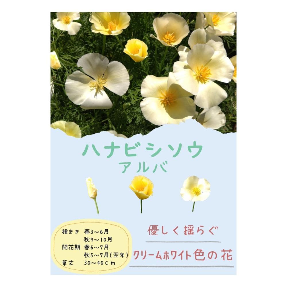 【宅配専用】　草花種子　ハナビシソウ　アルバ