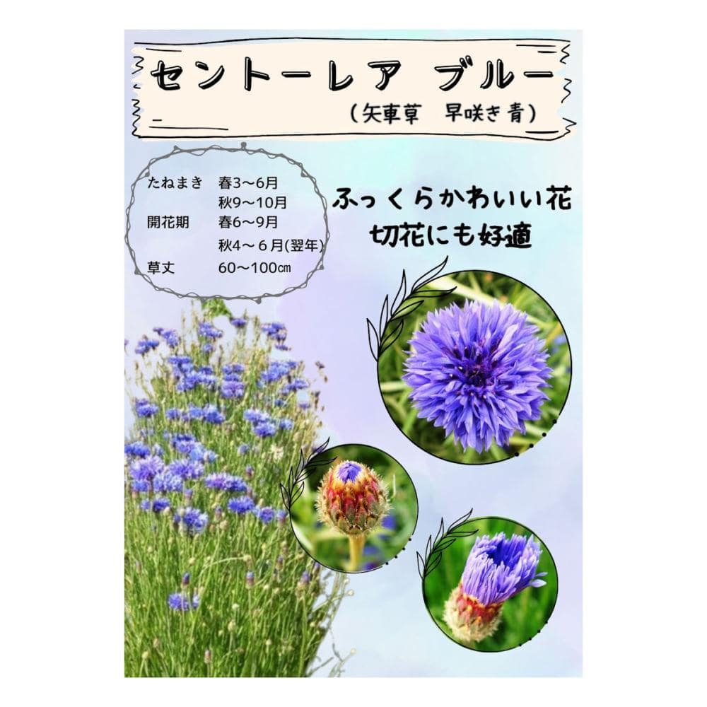 【宅配専用】　草花種子　セントーレア　ブルー　八重咲
