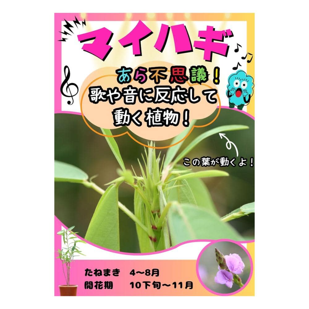 【宅配専用】　草花種子　マイハギ